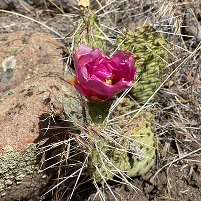 Close-up view of a Prickly Pear Cactus along a hiking trail, showcasing native Utah flora.
