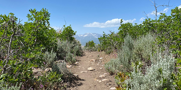 Lush Utah greenery surrounding a trail, with scenic mountains in the background—ideal for member hikes at Red Ledges.