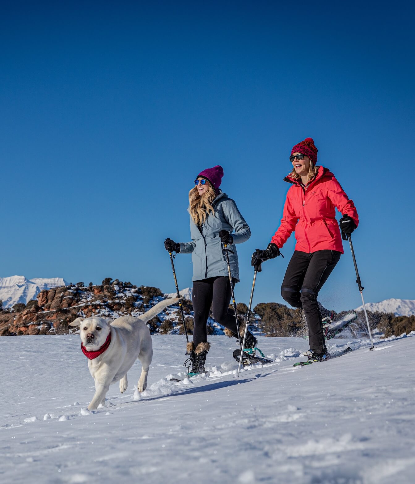 SnowshoeCrossCountrySki dog