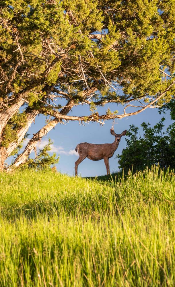 Deer scenic summer red ledges