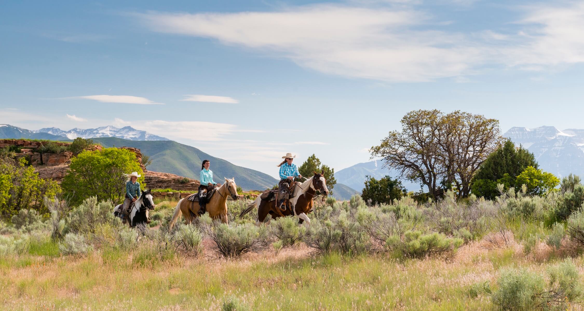 Horses trail riding